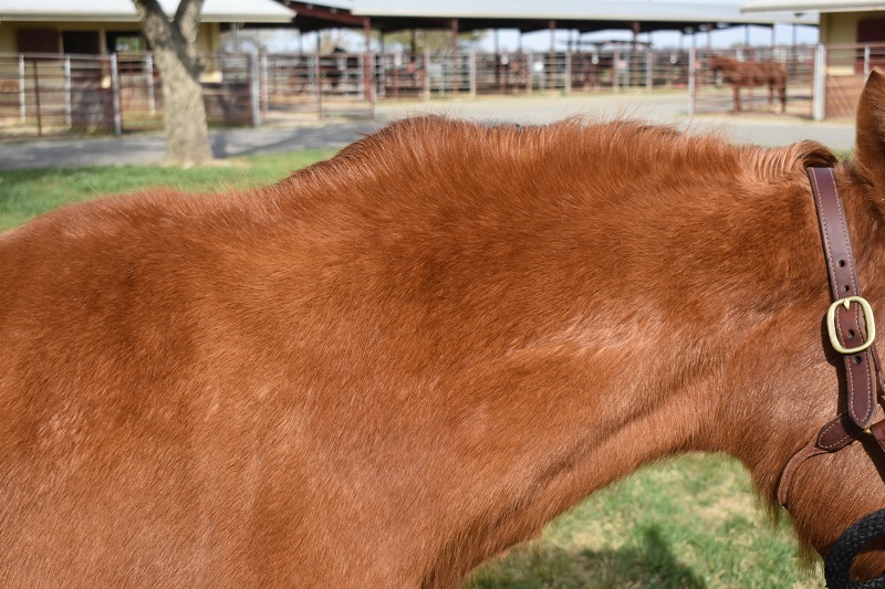 Why Does Fat Cause Laminitis